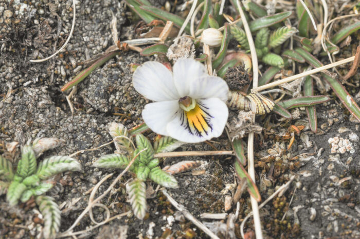 Viola pygmaea