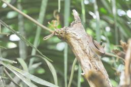 Boddaert's Tropical Racer (Mastigodryas boddaerti)