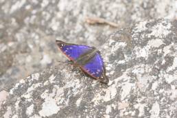 Agathina Emperor (Doxocopa agathina)