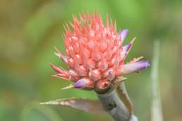 Wild Pineapple (Ananas sp)