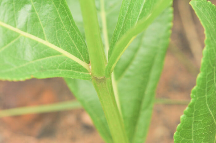 Stachytarpheta gesnerioides