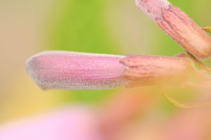 Jacaranda rufa