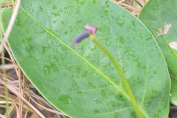 Noel Kempff Mercado National Park plant 10 (Anthurium sp)