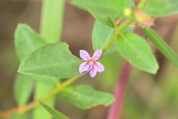 Cuphea myrtifolia