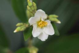 Noel Kempff Mercado National Park plant 14 (Melastomataceae)