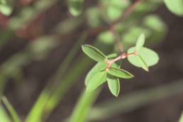 Euphorbia sp