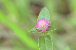 Gomphrena sp