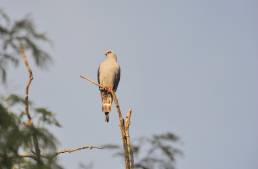 Plumbeous Kite (Ictinia plumbea)