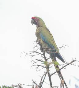 Military Macaw (Ara militaris)