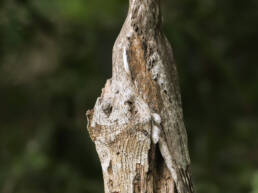 Common Potoo (Nyctibius griseus)