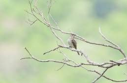 Streaked Flycatcher (Myiodynastes maculatus)