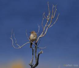 Cordilleran Canastero (Asthenes modesta)