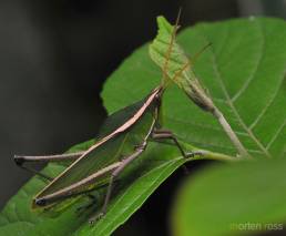 Crested rainforest grasshopper (Prionolopha serrata)