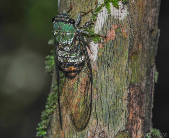 Madidi cicada 02