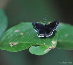 Cleonus Metalmark (Detritivora cleonus)