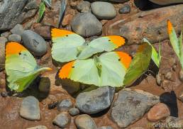 Great Orange tip (Anteos menippe)