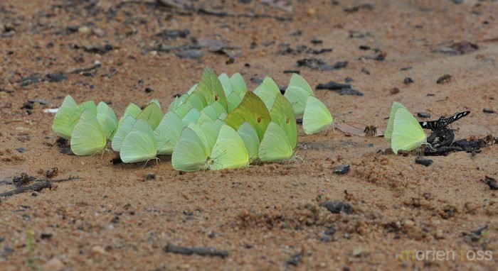 Pale Sulphur (Aphrissa statira)