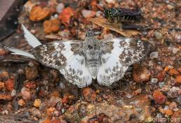 Polyctor Skipper (Polyctor polyctor)