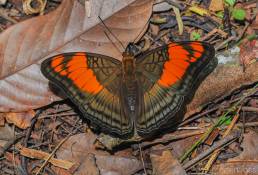 Mesentina Sister (Adelpha mesentina)