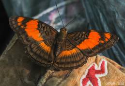 Mesentina Sister (Adelpha mesentina)