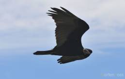 Turkey Vulture (Cathartes aura)