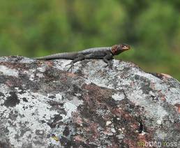 Tropidurus melanopleurus