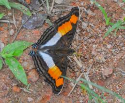 Linda’s Emperor (Doxocopa linda)