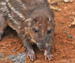 Lowland paca (Cuniculus paca)