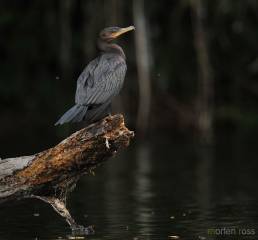 Neotropic Cormorant (Phalacrocorax brasilianus)