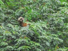 Black-capped capuchin (Cebus apella)