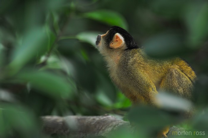 Black-headed squirrel monkey (Saimiri boliviensis)