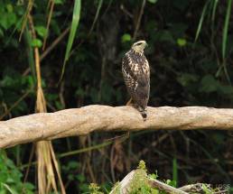 Great Black Hawk (Buteogallus urubitinga)