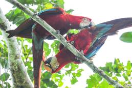 Red-and-green Macaw (Ara chloropterus)