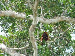 Bolivian red howler (Alouatta sara)