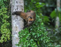 Black-capped capuchin (Cebus apella)