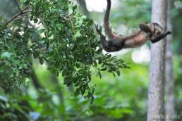 Black-capped capuchin (Cebus apella)