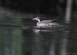 Sungrebe (Heliornis fulica)