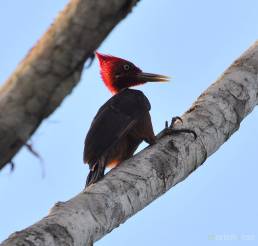 Red-necked Woodpecker (Campephilus rubricollis)