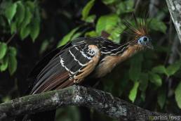 Hoatzin (Opisthocomus hoazin)