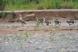 Orinoco Goose (Neochen jubata)