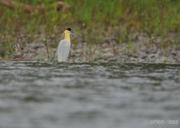 Capped Heron (Pilherodius pileatus)