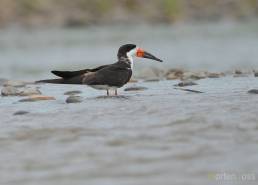 Black Skimmer (Rynchops niger)