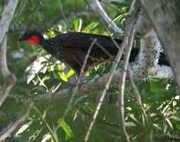 Spix’s Guan (Penelope jacquacu)