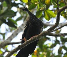 Blue-throated Piping Guan (Pipile cumanensis)