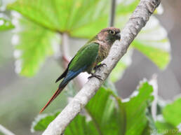 Green-cheeked Parakeet (Pyrrhura molinae)