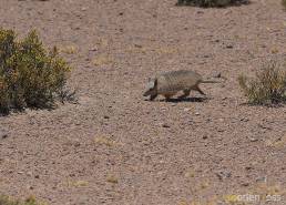 Andean hairy armadillo (Chaetophractus nationi)