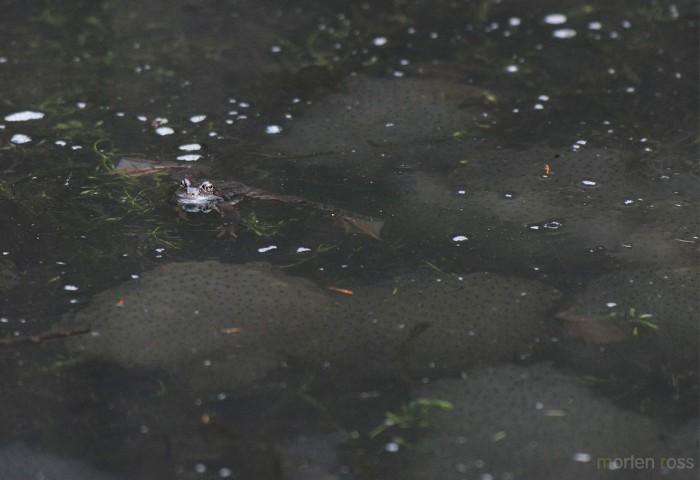 Buttsnutefrosk (Rana temporaria)