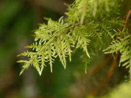 Etasjemose (Hylocomium splendens)