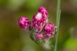 Kattefot (Antennaria dioica)