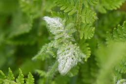 Lodnebregne (Woodsia ilvensis)